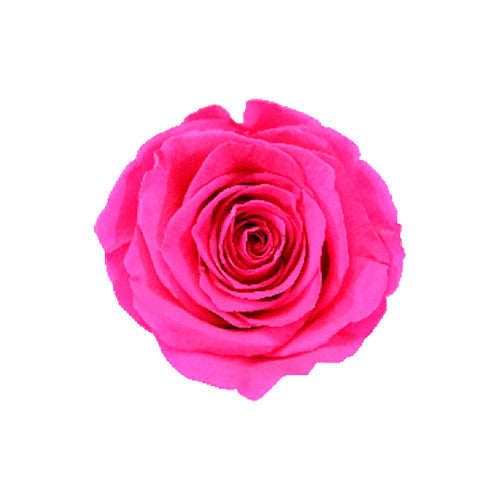 6 FUCHSIA ROSES – 4KEEPS ROSES