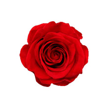 Load image into Gallery viewer, Romance 12