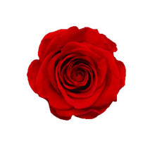 Load image into Gallery viewer, Appreciation 6