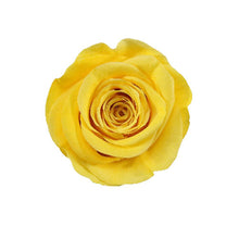 Load image into Gallery viewer, 3 SUNNY DAY ROSES