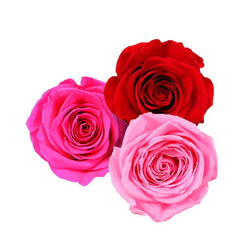 4 Keeps Roses LIPSTICK – 4KEEPS ROSES