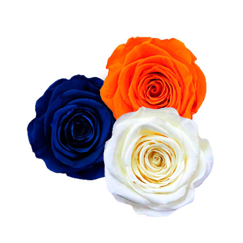 GOLDEN STATE – 4KEEPS ROSES