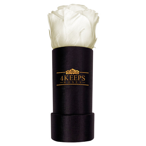 4 Keeps Roses SNOW WHITE ROSE – 4KEEPS ROSES