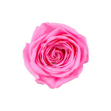 Load image into Gallery viewer, BABY PINK ROSE
