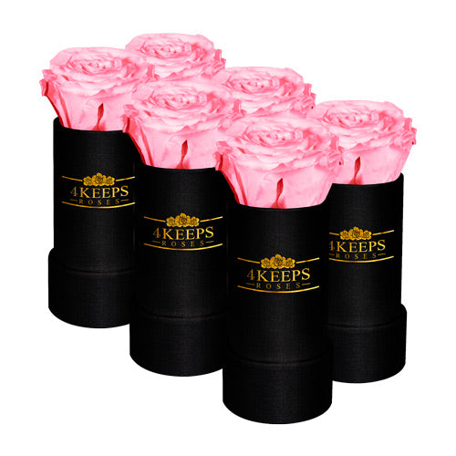 6 BABY PINK ROSES