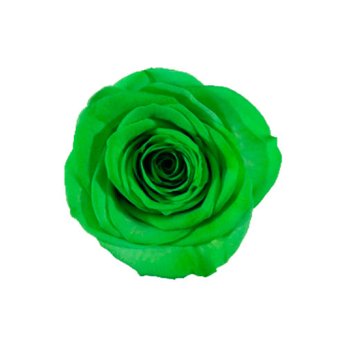 6 PISTACHIO GREEN ROSES – 4KEEPS ROSES