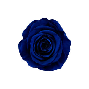 6 ROYAL BLUE ROSES