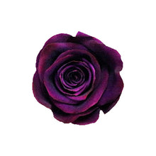 Load image into Gallery viewer, 6 RUBY WINE ROSES