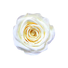Load image into Gallery viewer, 6 SNOW WHITE ROSES